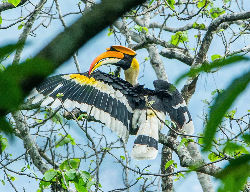 Great Hornbill