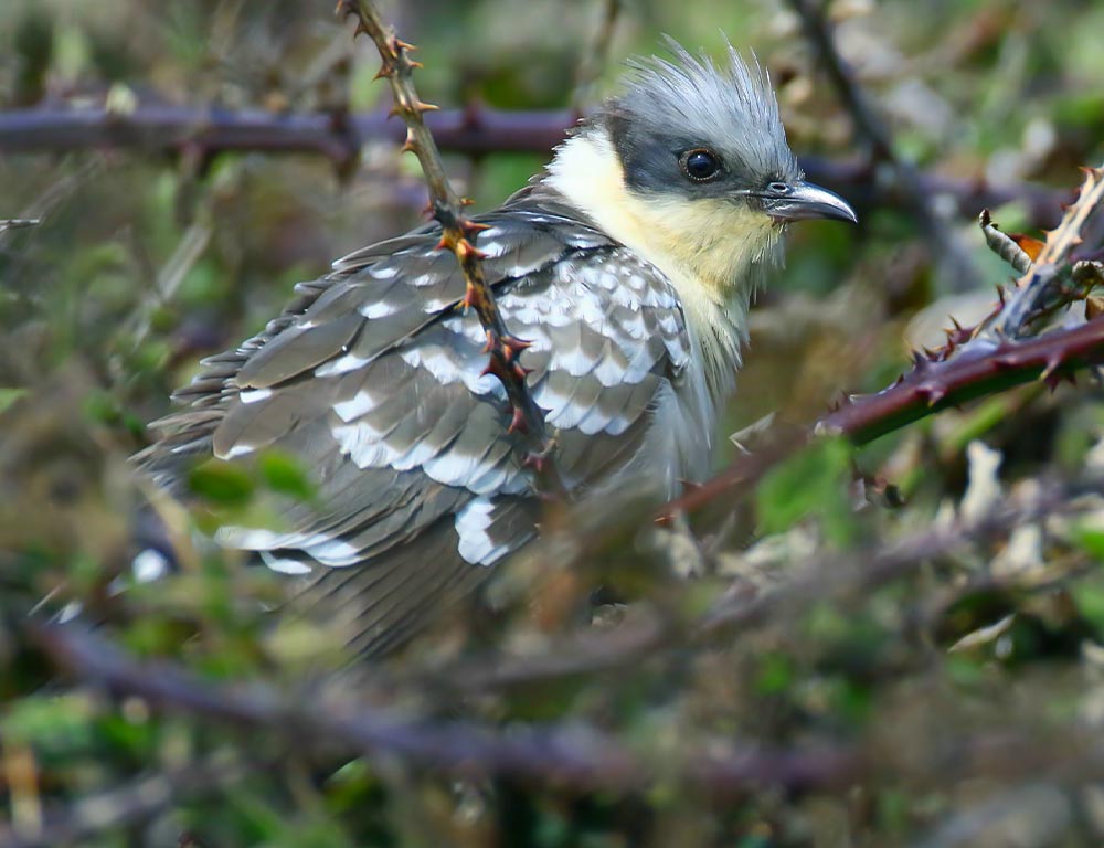 Great Spotted Cuckoo