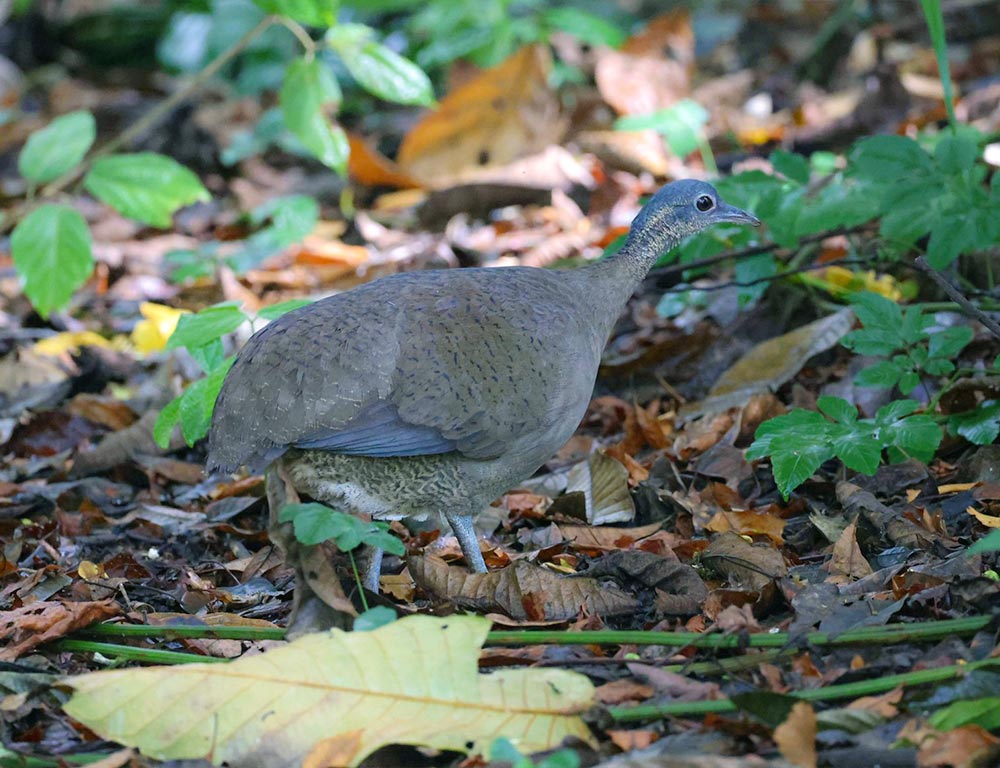 Great Tinamou