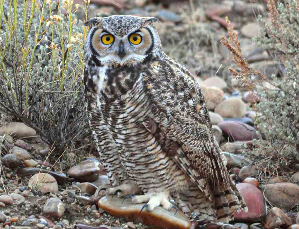 Great horned owl