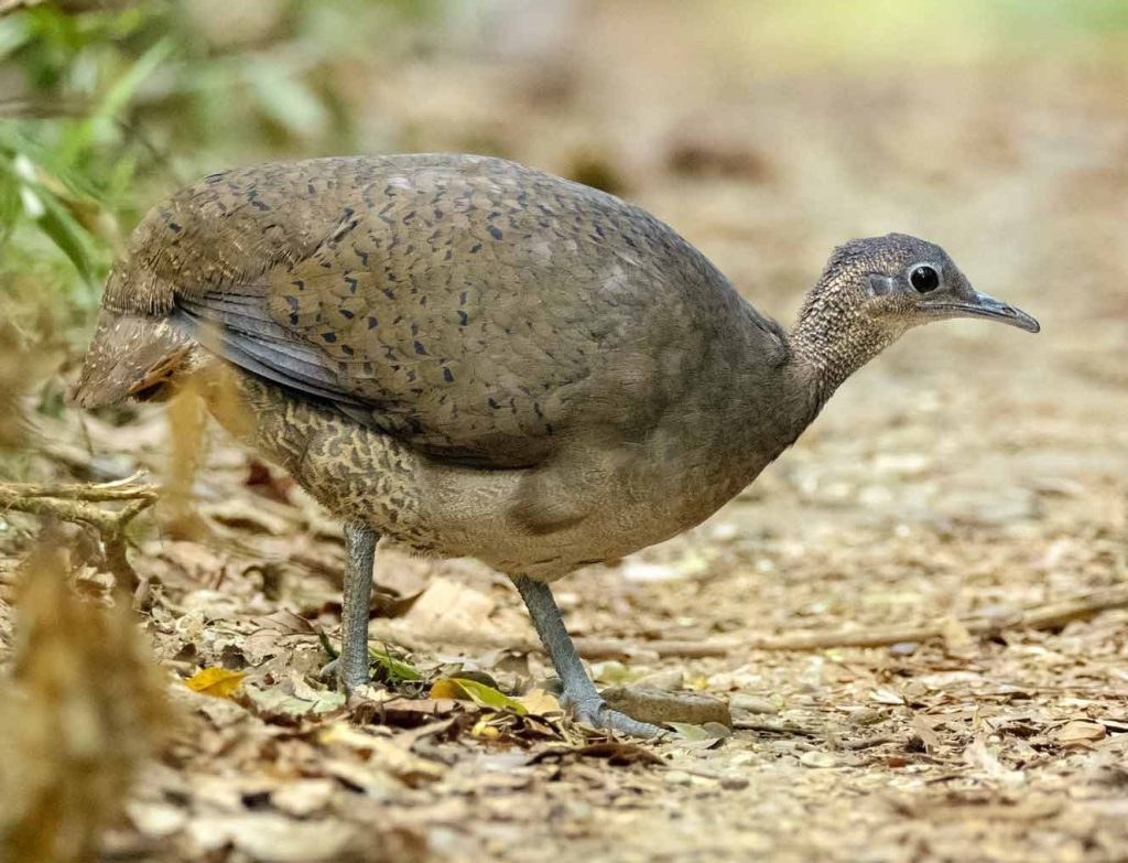 Great Tinamou