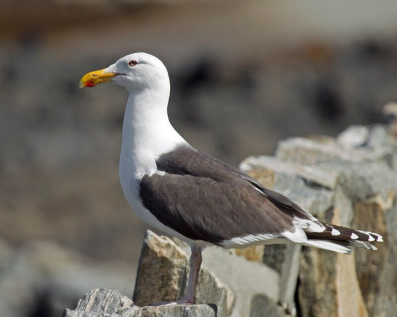 Great_black-backed_gull__11