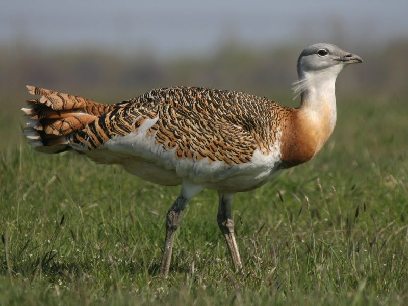 Great_bustard__10