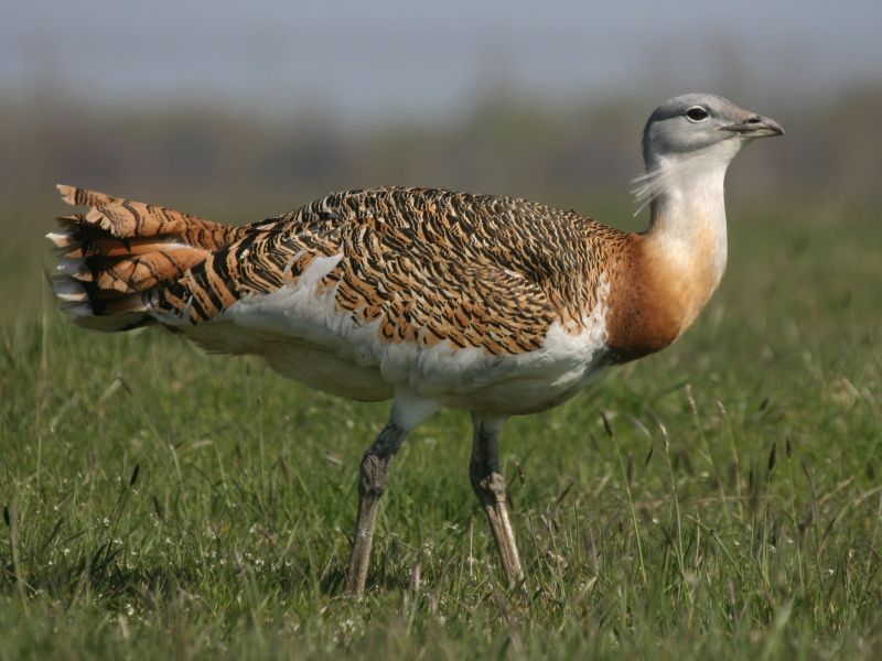 Great_bustard__19