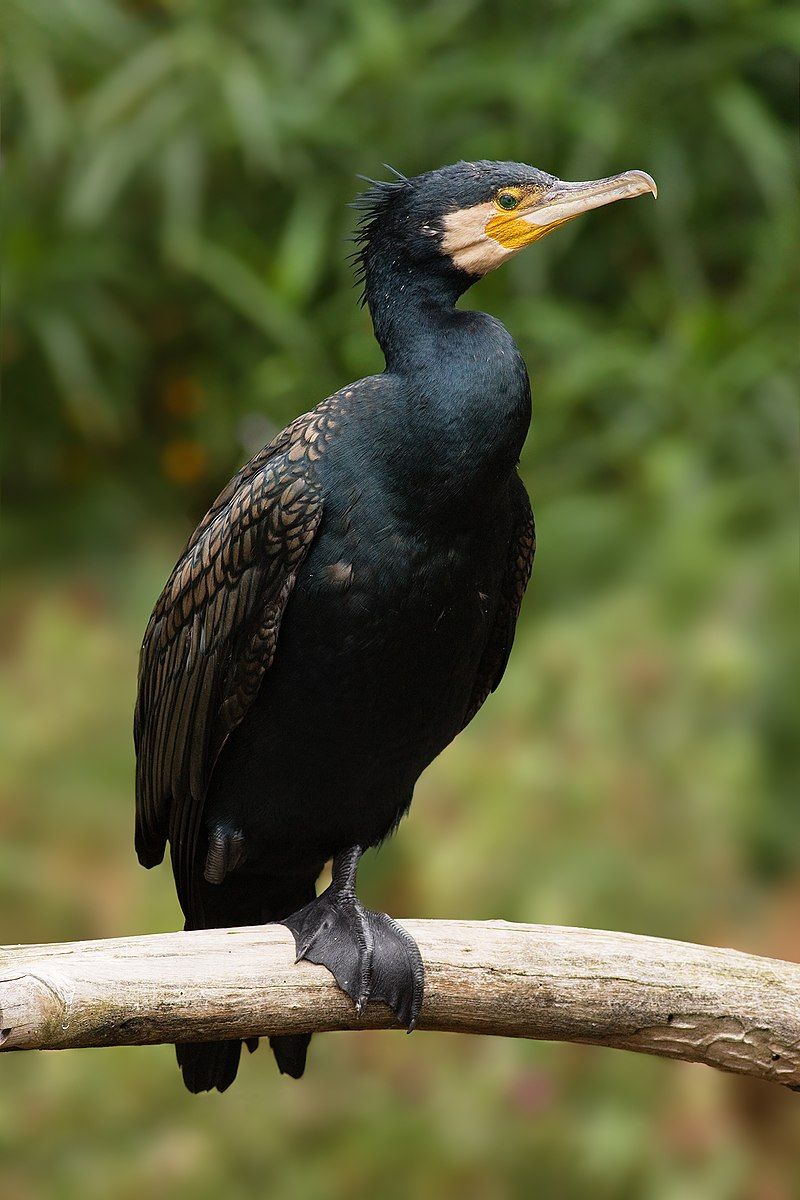 Great_cormorant__10