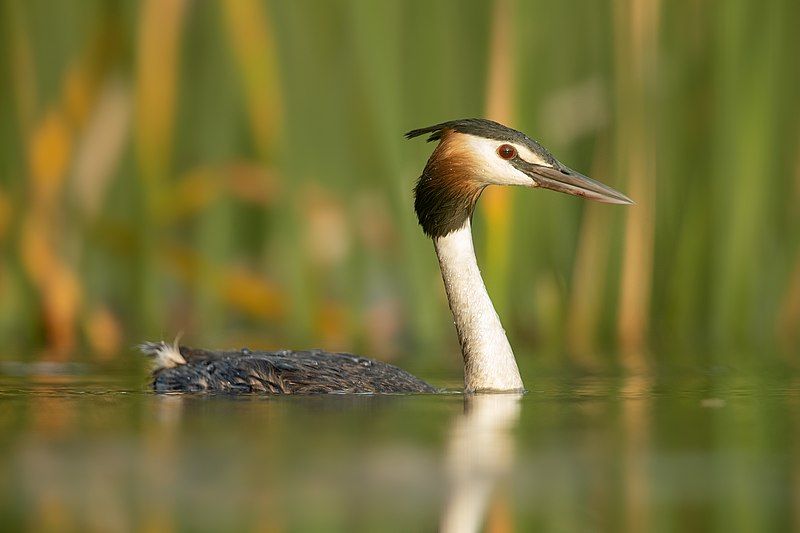 Great_crested_grebe__1