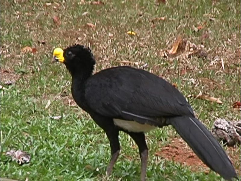 Great_curassow__7