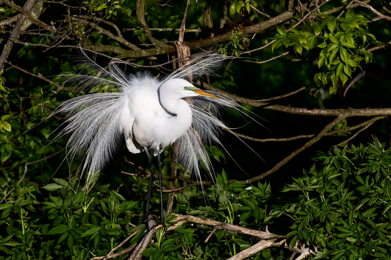 Great_egret__10