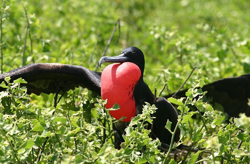 Great_frigatebird__2