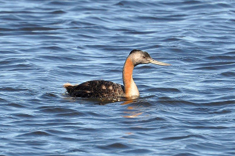 Great_grebe__11