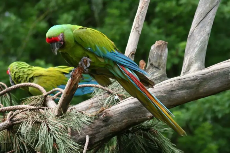 Great_green_macaw__4
