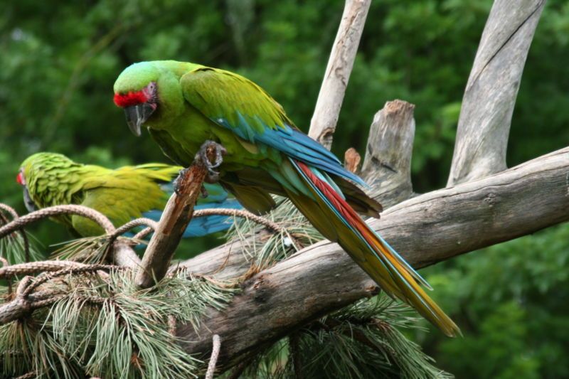 Great_green_macaw__7