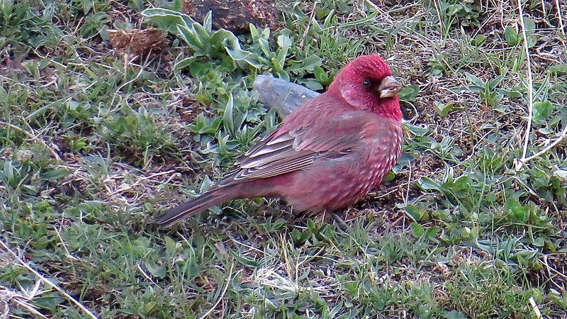 Great_rosefinch__40