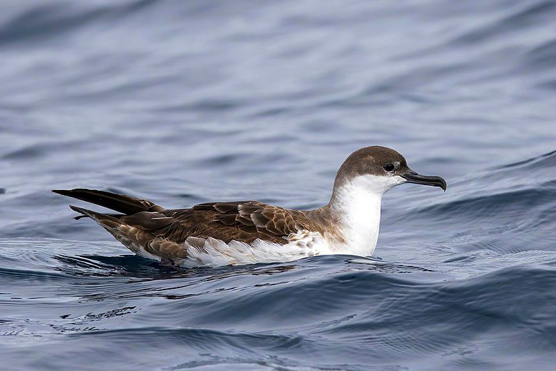 Great_shearwater__22