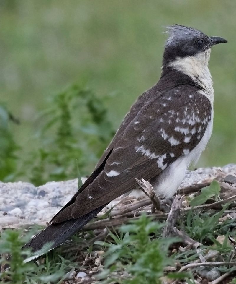 Great_spotted_cuckoo__11