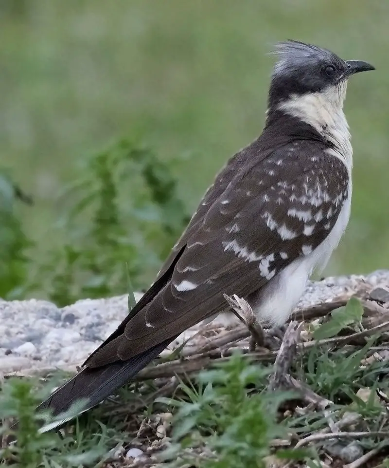 Great_spotted_cuckoo__19