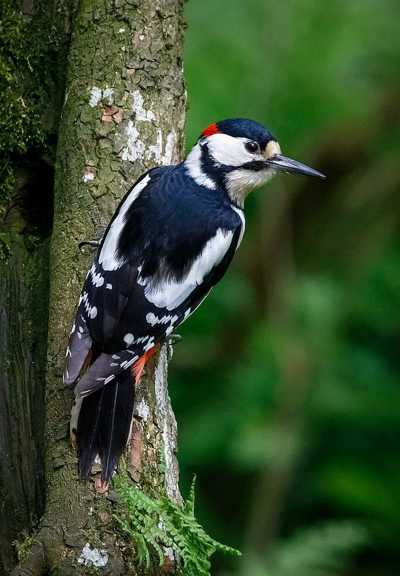 Great_spotted_woodpecker__7