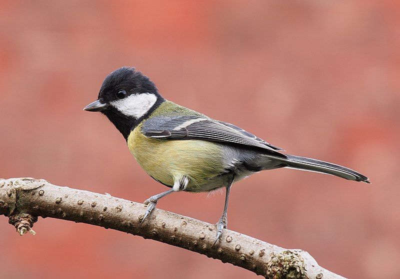 Great_tit__8