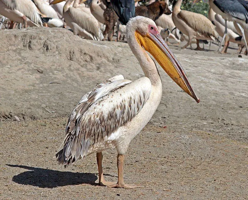 Great_white_pelican__10