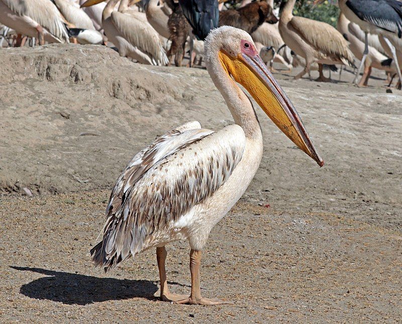 Great_white_pelican__14