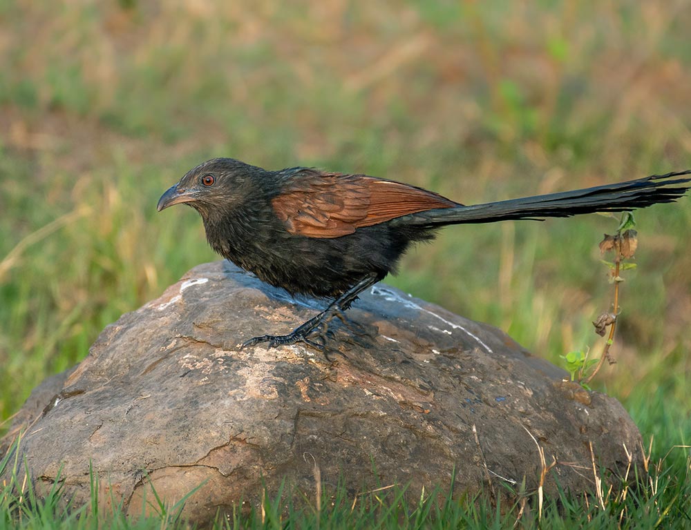 Greater Coucal