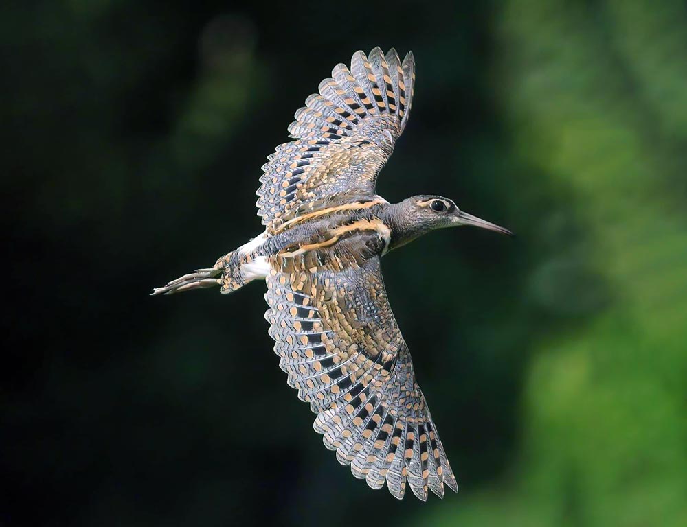 Greater Painted-snipe