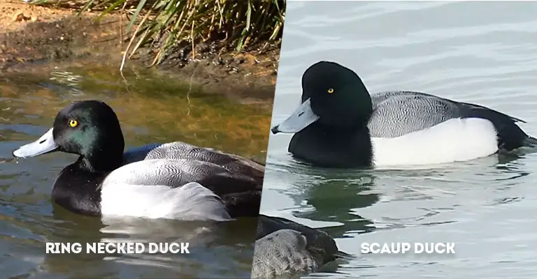 Greater Scaup Vs Lesser Scaup