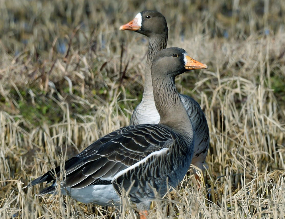 Greater White-Fronted Goose