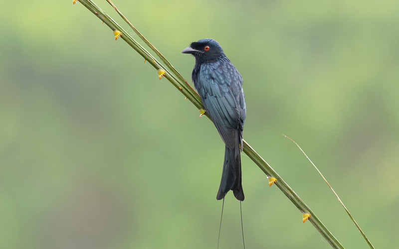 Greater Racket-tailed Drongo