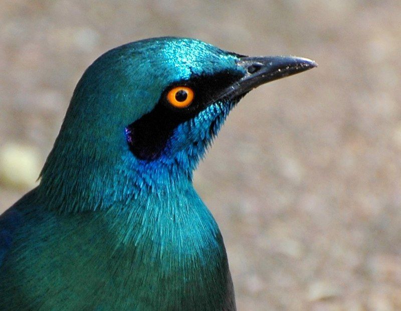 Greater_blue-eared_starling__8