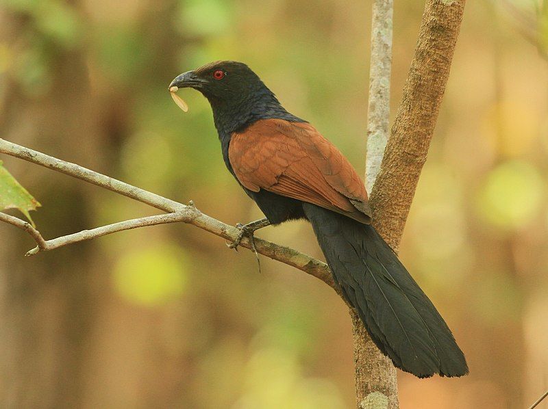 Greater_coucal__8