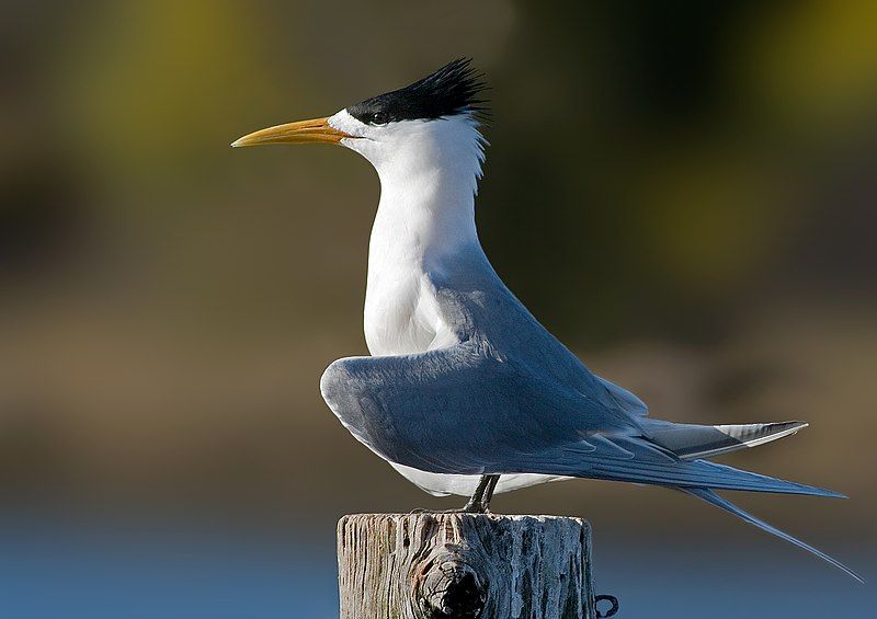 Greater_crested_tern__11