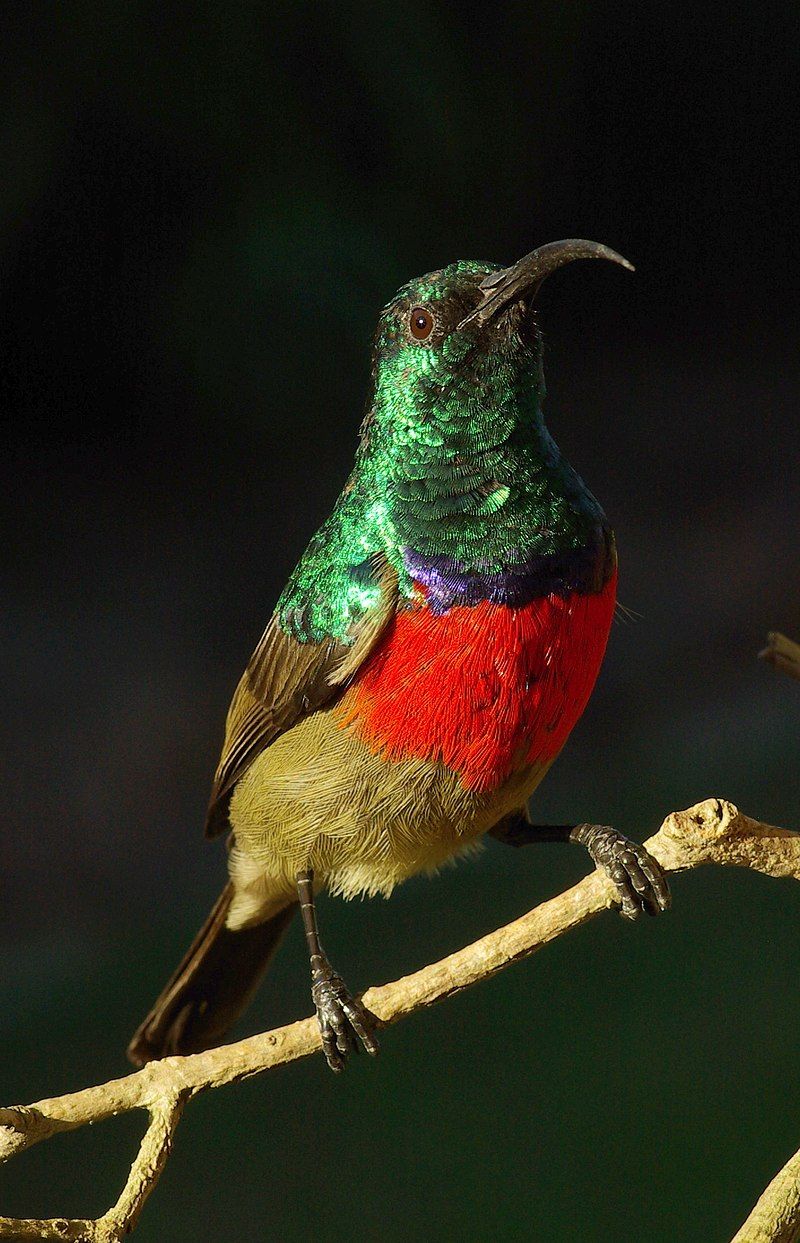 Greater_double-collared_sunbird__8