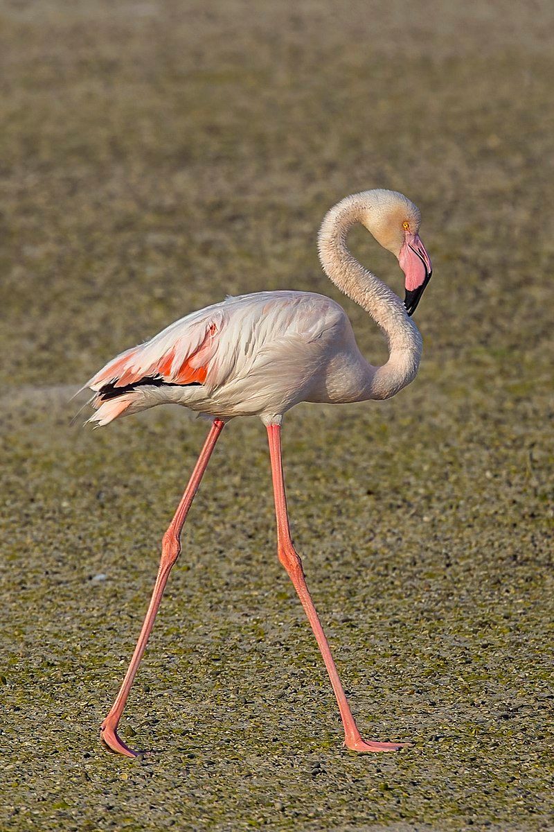 Greater_flamingo__1