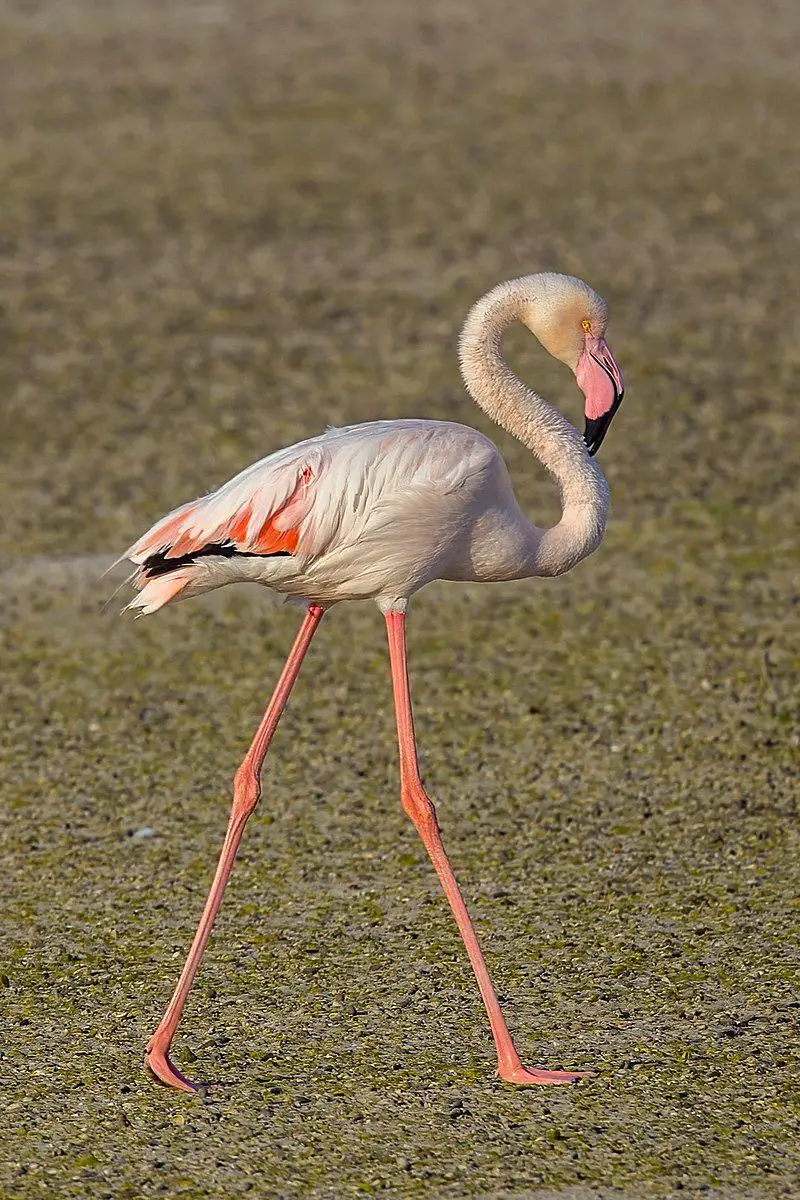 Greater_flamingo__16
