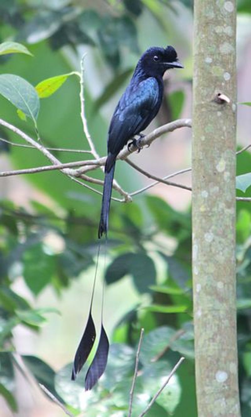 Greater_racket-tailed_drongo__9