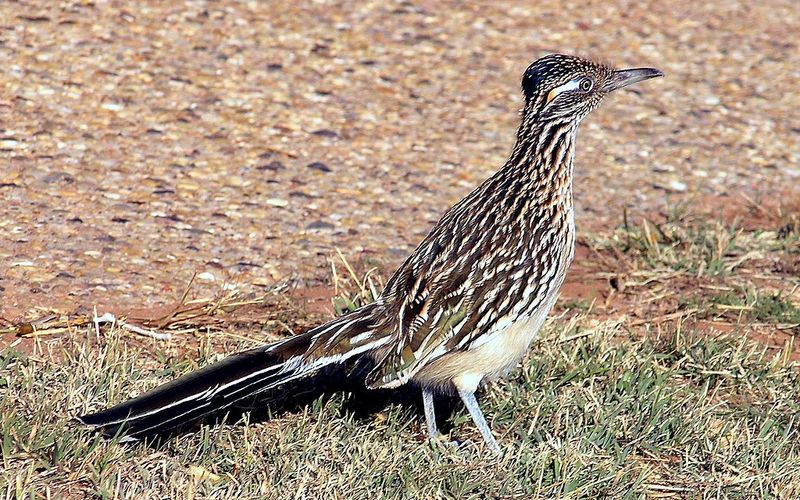 Greater_roadrunner__10