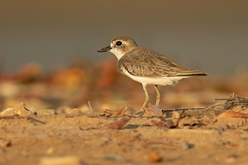 Greater_sand_plover__10