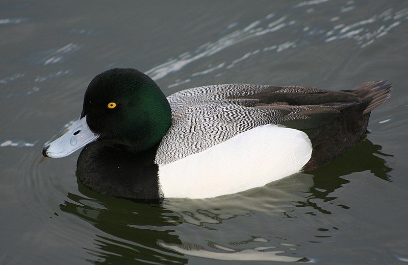 Greater_scaup__13