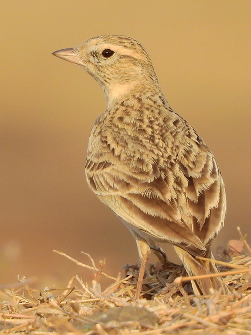 Greater_short-toed_lark__7