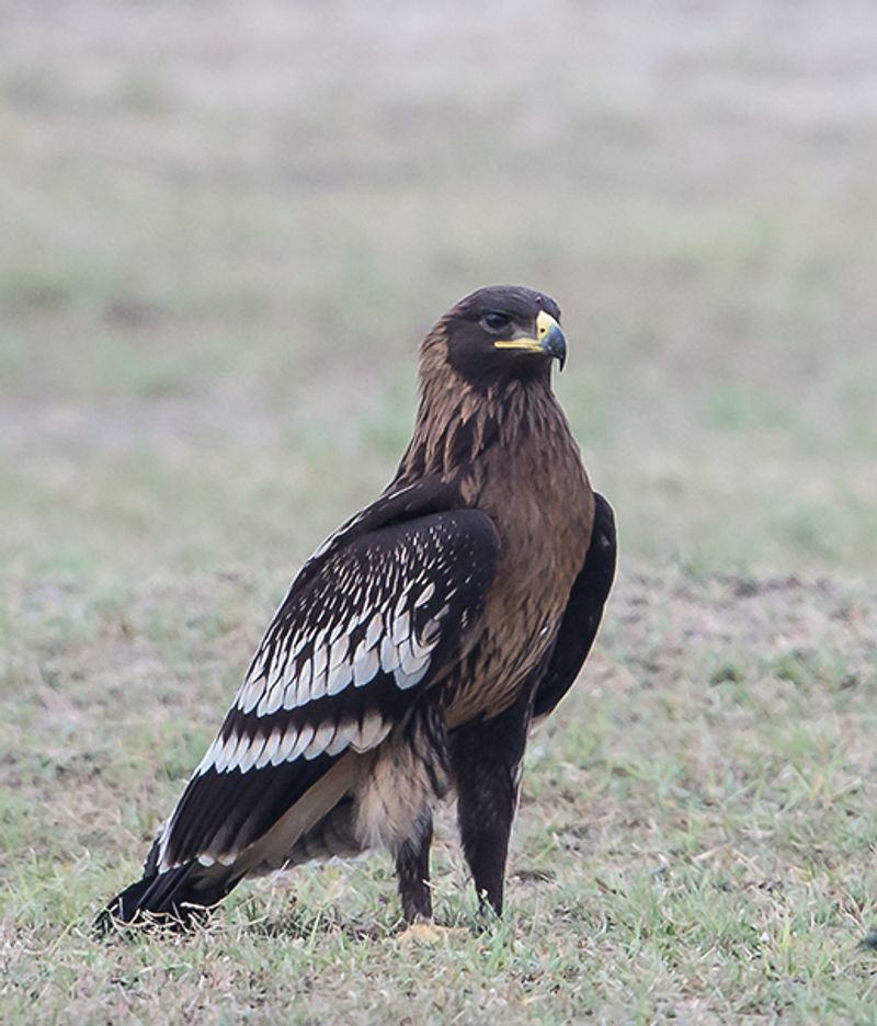 Greater_spotted_eagle__7