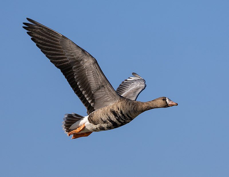 Greater_white-fronted_goose__7