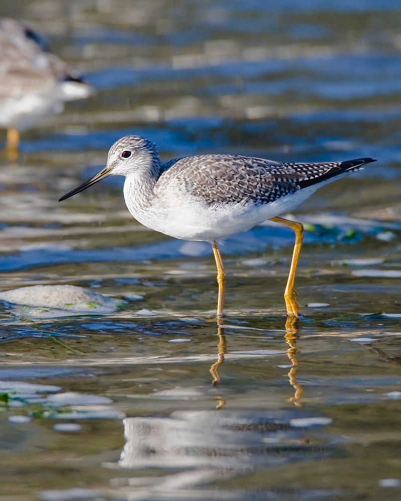 Greater_yellowlegs__12