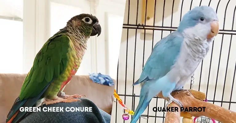 Green Cheek Conure Vs Quaker Parrot