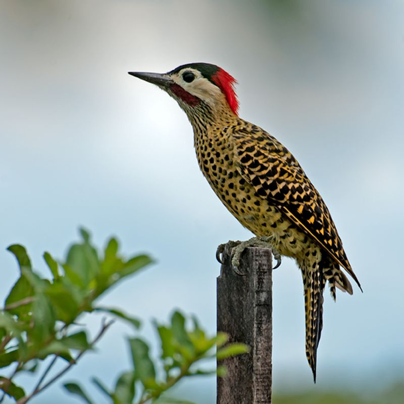 Green-barred_woodpecker__7