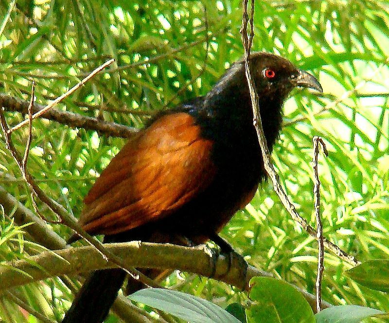 Green-billed_coucal__2