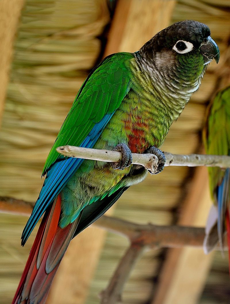 Green-cheeked_parakeet__10