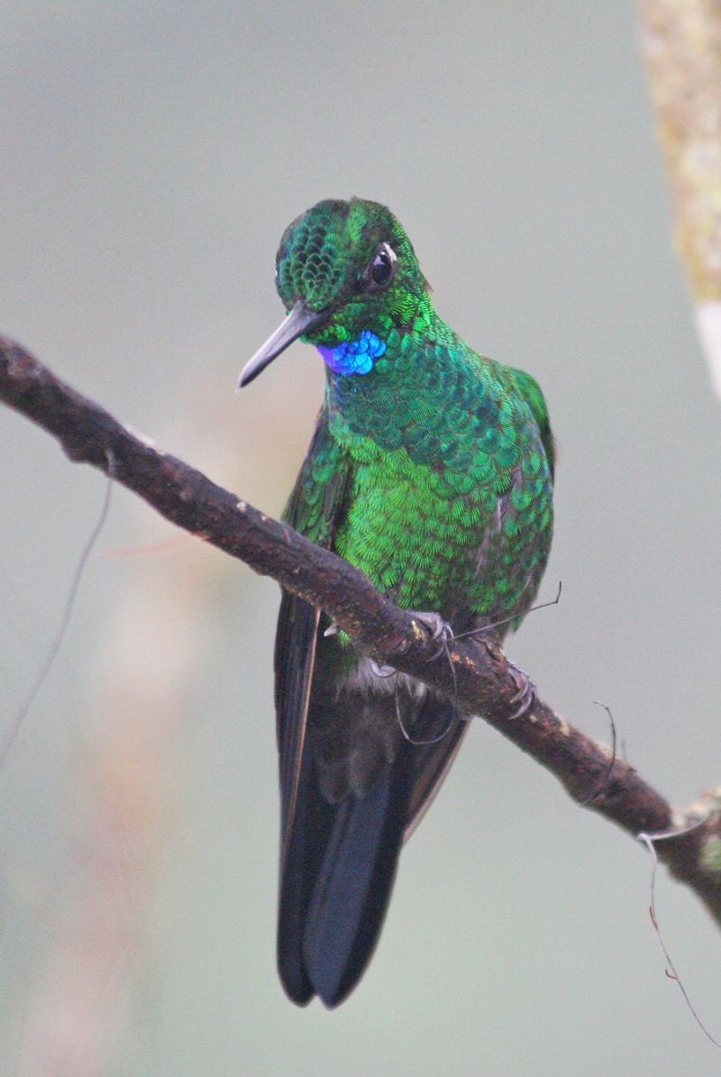 Green-crowned_brilliant__9