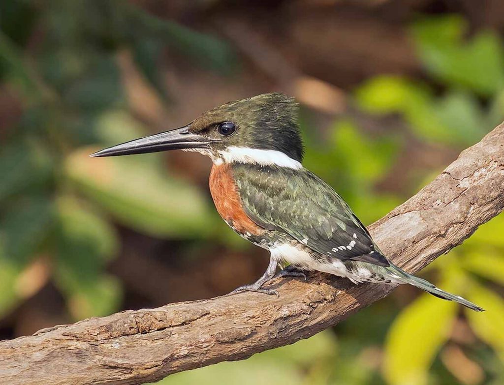 Green kingfisher