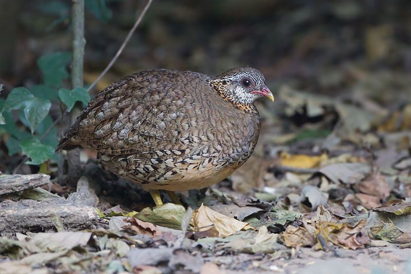 Green-legged_partridge__17